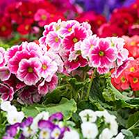 Winterpflanzen für balkonkästen Winterpflanzen für balkonkästen