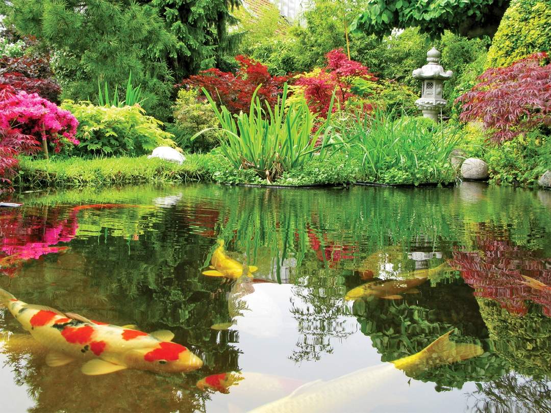 Teichbau und Teichfische im GARTENCENTER Floraland in Zwönitz