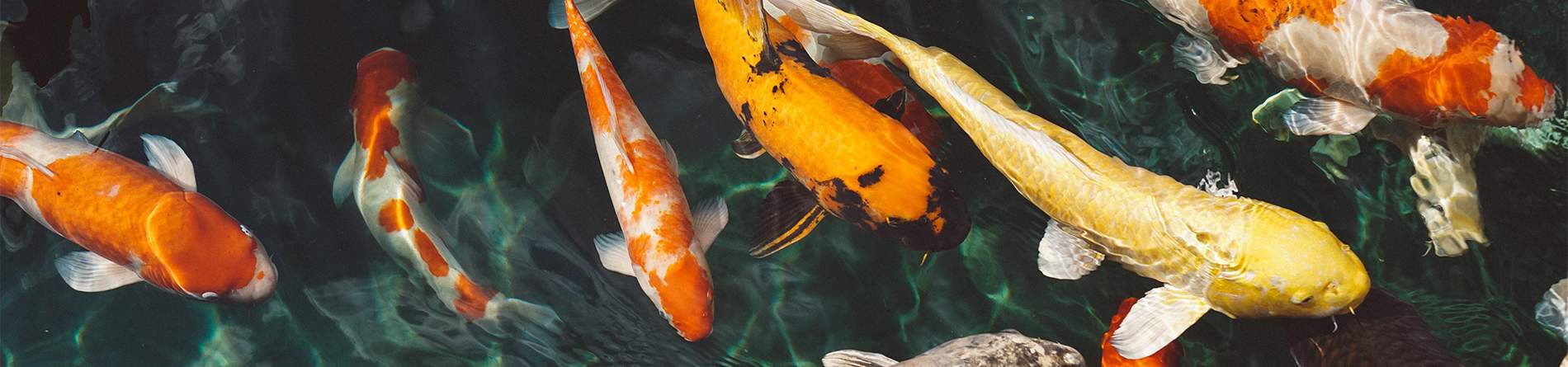 Teichbau und Teichfische im GARTENCENTER Floraland in Zwönitz