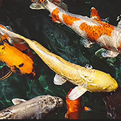 Teichbau und Teichfische im GARTENCENTER Floraland in Zwönitz